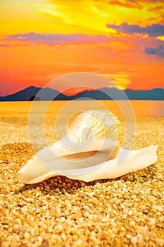Sunset Seashell on the beach