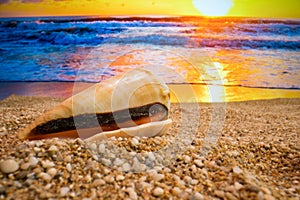 Sunset Seashell on the beach