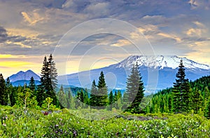 Sunset in a Secluded Forest