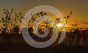 Sunset seen through a farm field in Omaha Nebraska