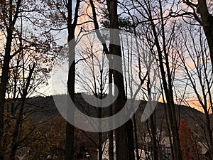 Sunset Seen Through Scraggly Trees