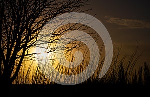 Sunset seen through tree silhouette