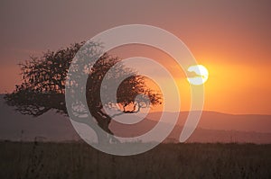 Sunset Serengeti NP, Tanzania