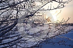 Sunset Serenity: Capturing Winter\'s Tranquil Embrace