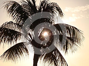 Sunset shadow palm palmtree tree tropcial sun seethrough photo