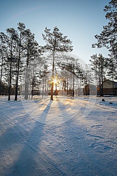 Sunset shining through pine wood.