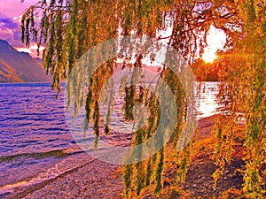 Sunset shining through the willow tree