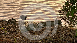 Sunset shot of a marsh crocodile on the shore of lake tadoba in india