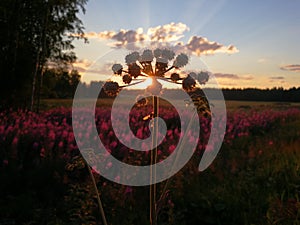 Sunset in the side of the road