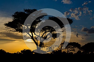 Sunset silhouette of acacia tree in Africa savannah