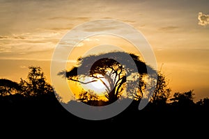 Sunset silhouette of acacia tree in Africa savannah