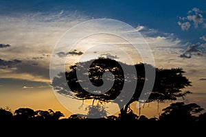 Sunset silhouette of acacia tree in Africa savannah