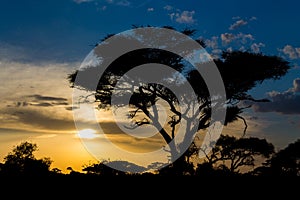 Sunset silhouette of acacia trees in African savannah