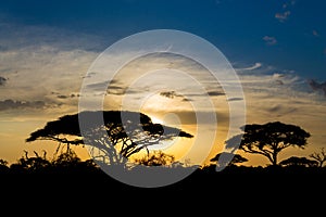 Sunset silhouette of african acacia trees in savanna bush