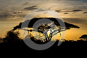 Sunset silhouette of african acacia trees in savanna bush