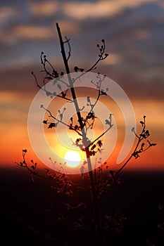Sunset with a Silhouette Dry Flower