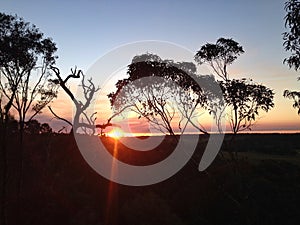 Sunset with silhouette of Eucalyptus trees in Western Australia