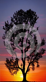 Sunset Silhouette of a Lone Tree illustration Artificial intelligence artwork generated