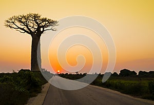 Sunset with silhouette of majestic baobab tree in foreground, Morondava, Madagascar