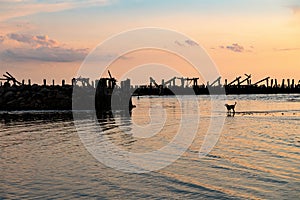 Sunset with silhouette of an old sea-bridge and a dog at the seaside of of the Baltic sea
