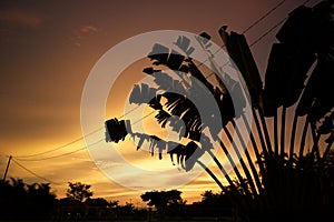 Sunset with silhouette of palm leafs.