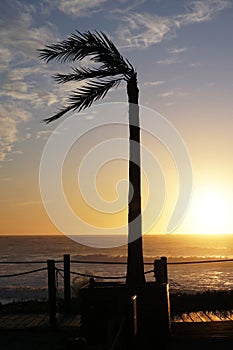 Sunset with silhouette of palm tree in ocean beach