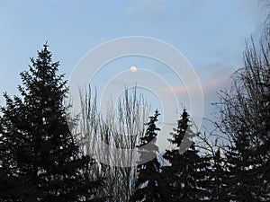 Sunset with silhouette of pine trees