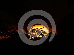 Sunset silhouette with plants in front Canggu, Bali