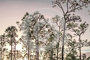 Sunset in the Pine Forest of Florida& x27;s Everglades National Park