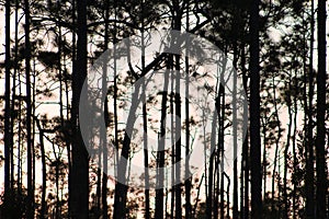 Sunset in the Pine Forest of Florida& x27;s Everglades National Park photo