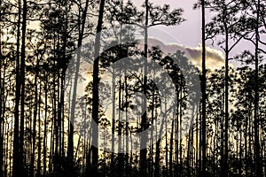 Sunset in the Pine Forest of Florida& x27;s Everglades National Park photo