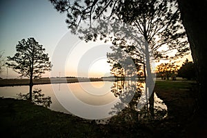 A sunset silhouette of tall pine trees on a lake