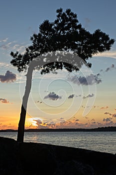 Sunset with a silhouette of a tree at seashore.