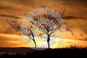 Sunset silhouette Winter tree