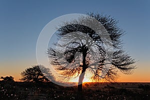 Sunset with silhouetted tree