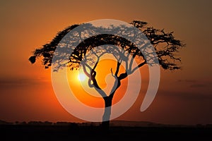 Sunset with silhouetted tree