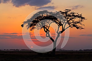 Sunset with silhouetted tree