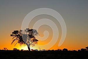 Sunset with silhouetted tree - Kalahari desert