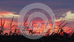 Sunset Silhouettes Autumn Crops Loop