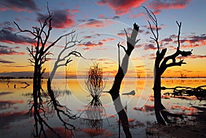 Old gnarly trees on the lake at sunset photo