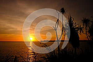 Sunset with silhouettes of wild plants at the foreground, right side. Sun hiding on the left third of the picture. Orange and photo