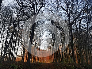 Sunset through siluette of trees