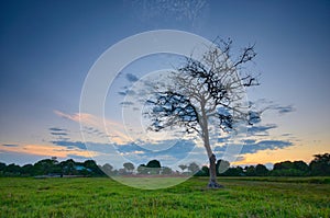 sunset and single tree at kelantan, malaysia.