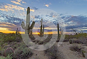 Sunset Skies In North Scottsdale Arizona With Cactus