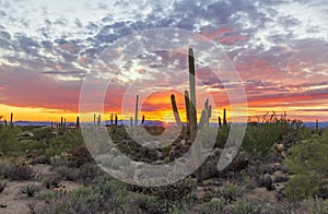 Sunset Skies In North Scottsdale Arizona With Saguaro Cactus