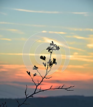 Sunset sky in autumn through twigs