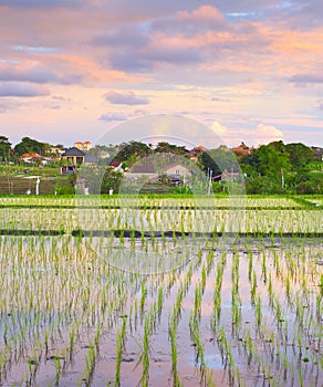 Sunset sky Bali rice fields