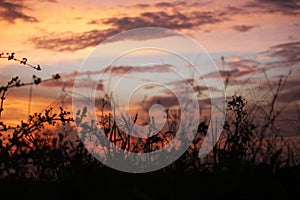 Sunset sky and colorful clouds  behind medow silhouettes background.