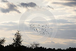 Sunset sky. Flight of a flock of birds