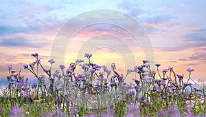 Sunset sky and  lavender  wild flowers herbs at green field in countryside   sun light   clouds  summer  nature background